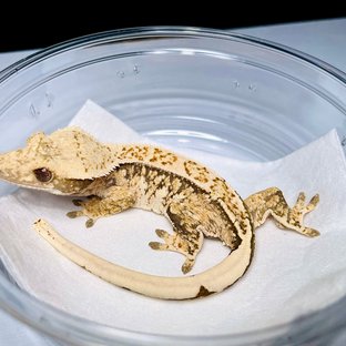 트라이 노멀 쿼드