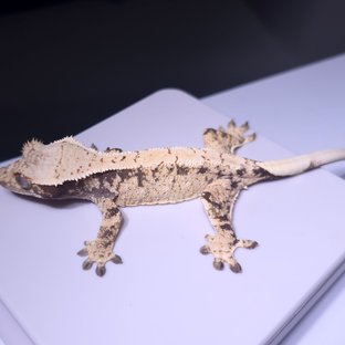 드리피 화이트스팟