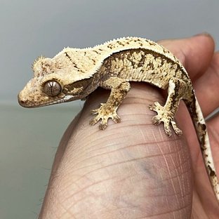 화이트스팟 드리피 풀핀 화이트크라운 트라이