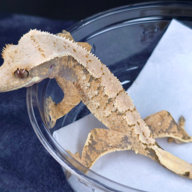 노멀 화이트스팟