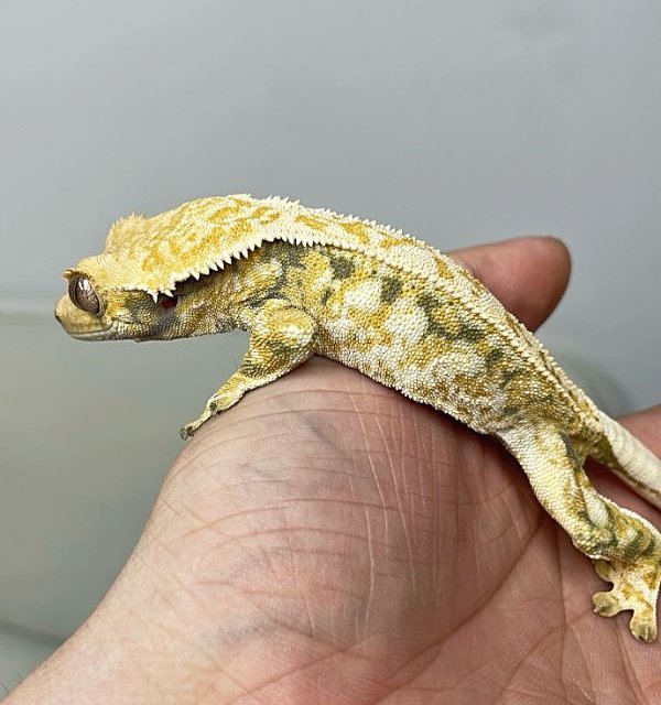 트라이 노멀 핀스트라이프 화이트스팟