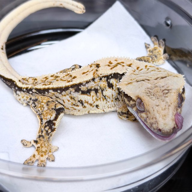 노멀 화이트 트라이 쿼드 화이트스팟