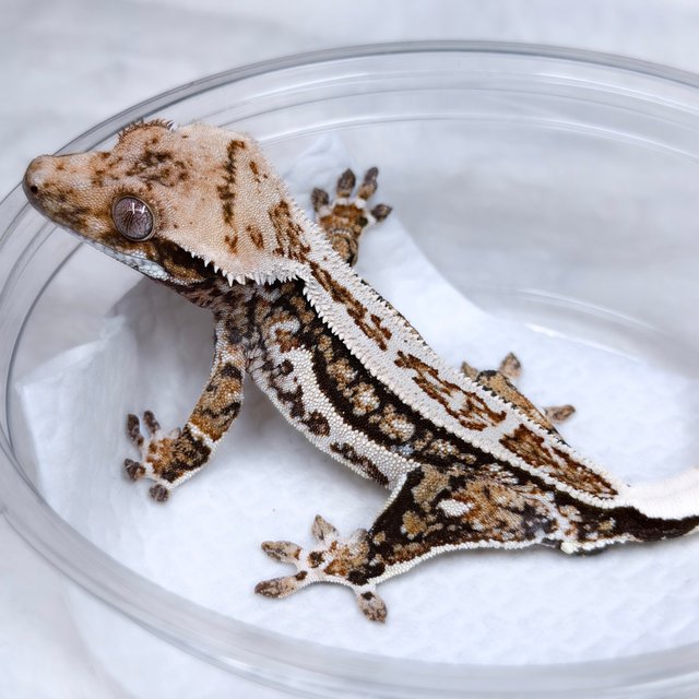 노멀 트라이 쿼드