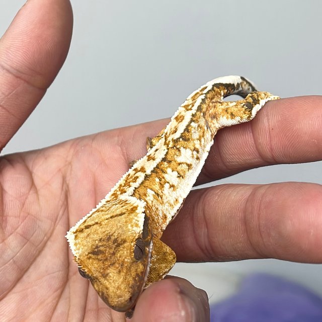 텐저린 트라이 화이트크라운 화이트핀 화이트스팟