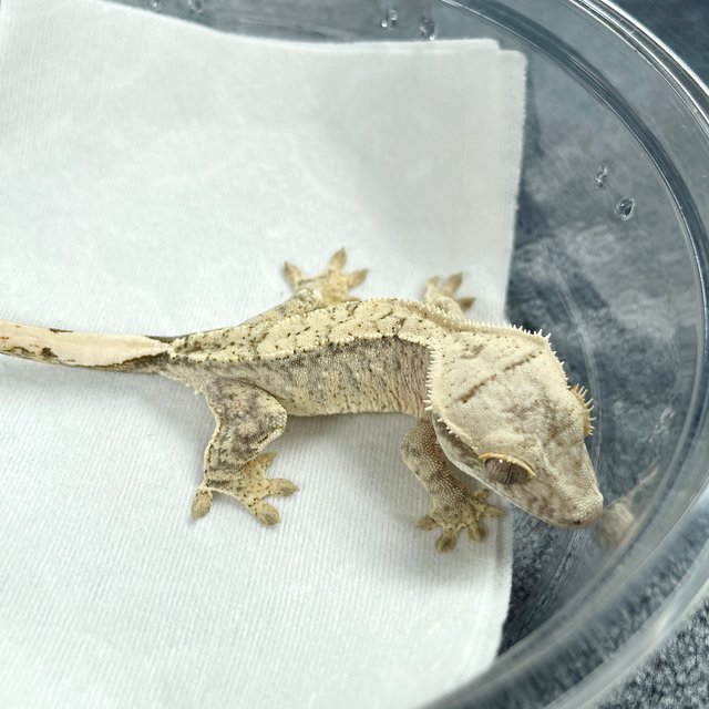 노멀 드리피 화이트스팟