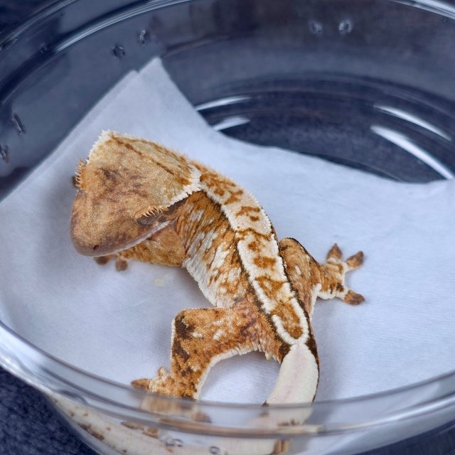 텐저린 트라이 화이트크라운 화이트핀 화이트스팟