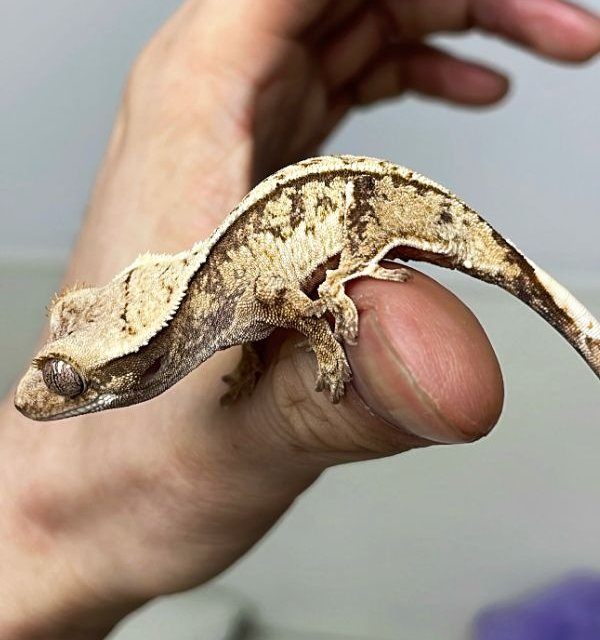 화이트스팟 드리피 풀핀 화이트크라운 트라이