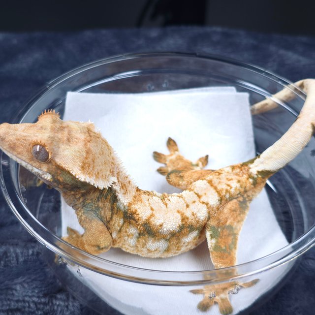 텐저린 화이트스팟 트라이 노멀