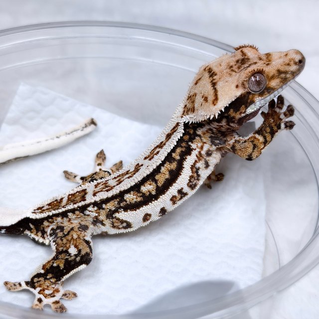 노멀 트라이 쿼드