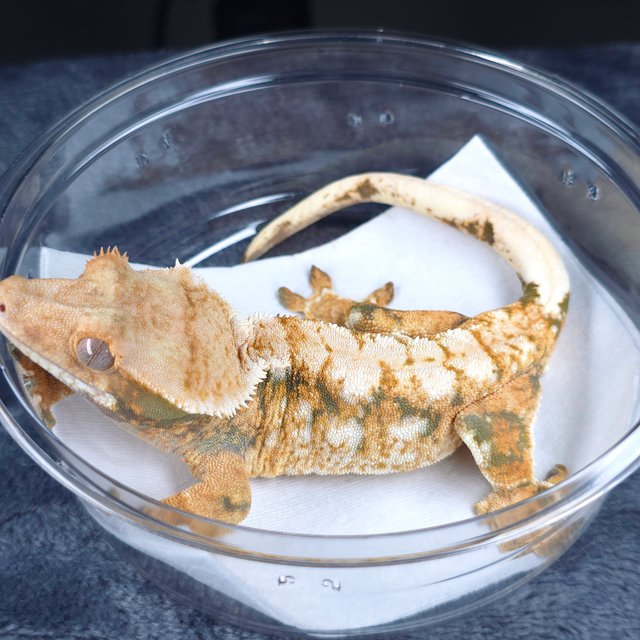 텐저린 화이트스팟 트라이 노멀