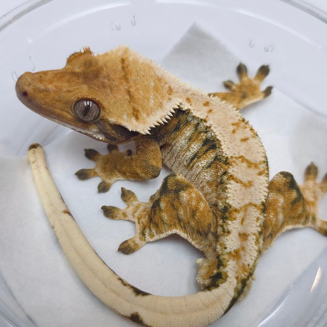 트라이 익스트림할리퀸 텐저린