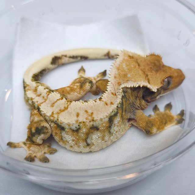 트라이 익스트림할리퀸 텐저린