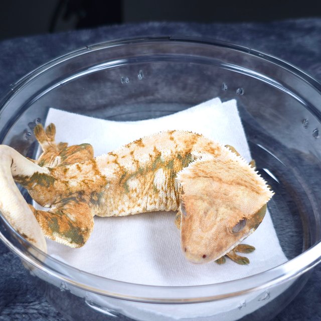 텐저린 화이트스팟 트라이 노멀