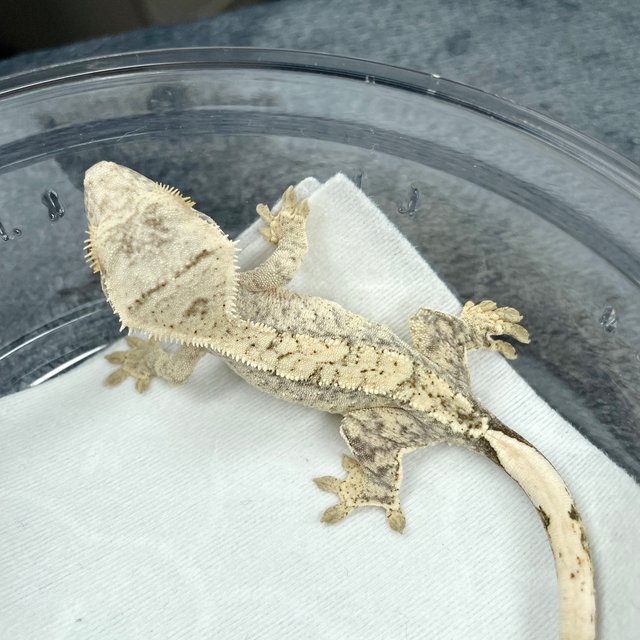 노멀 드리피 화이트스팟