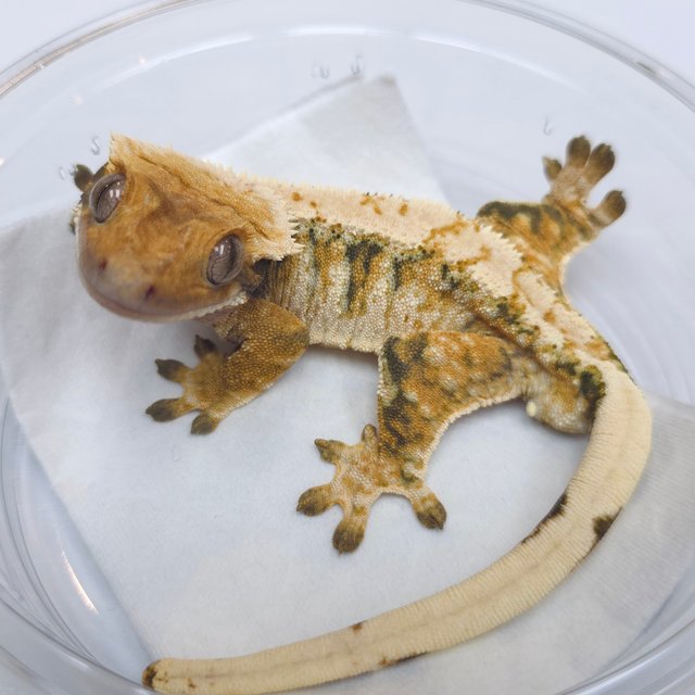 트라이 익스트림할리퀸 텐저린