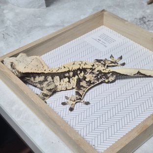 트라이 익스트림할리퀸