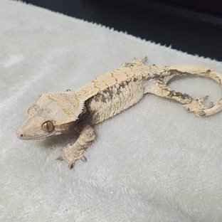 노멀 드리피 화이트스팟