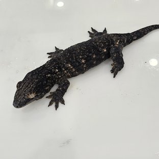 흑룡이 라인