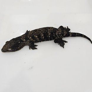 흑룡이 라인