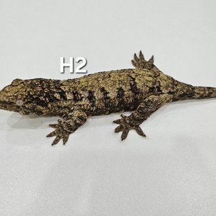 하이 컬러 노멀