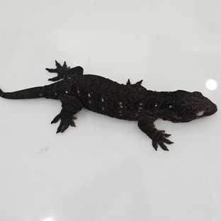 흑룡이 라인
