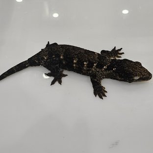 GT다크 흑룡이라인