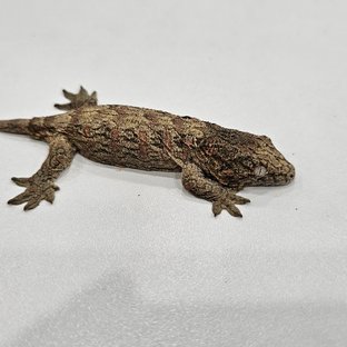 노멀 하이 컬러