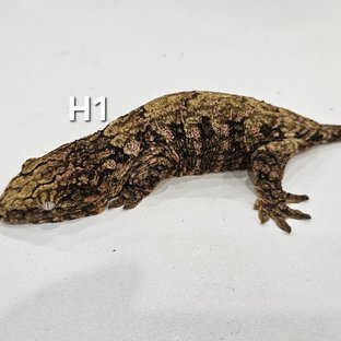 하이 컬러 노멀