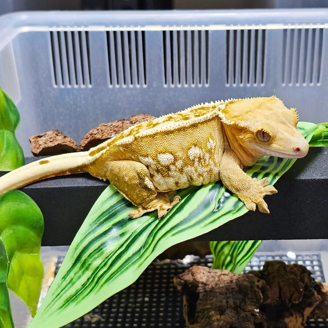 크림시클