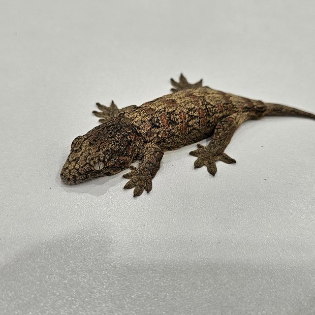 노멀 하이 컬러