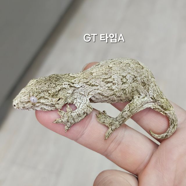 GT Type A
