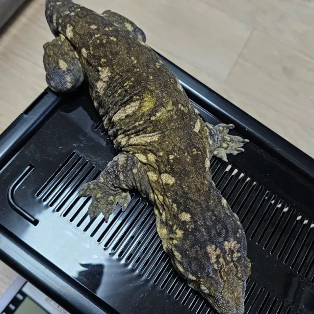 트로거