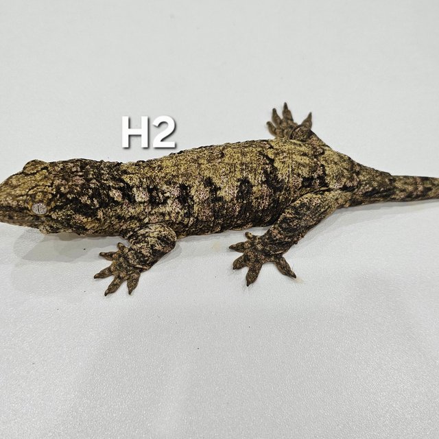 하이 컬러 노멀