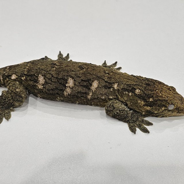 GT 트로거 코기스