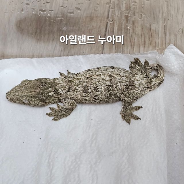 누아미