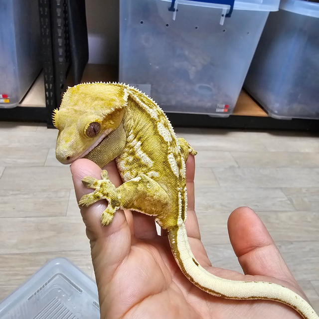 크림시클