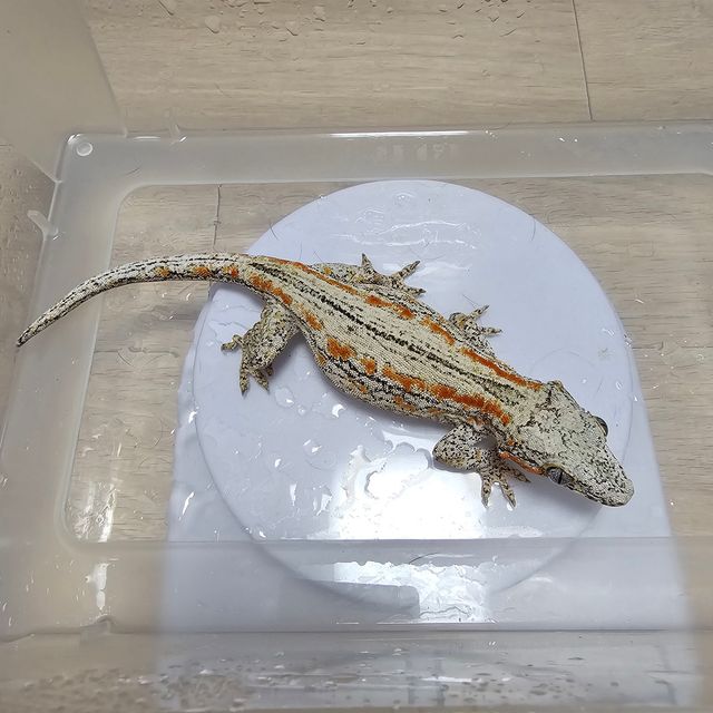 오렌지 스트라이프