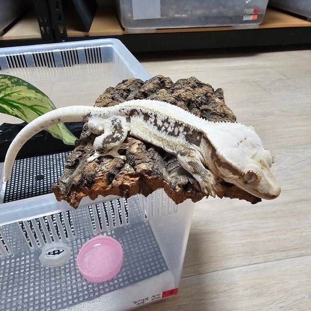 릴리화이트