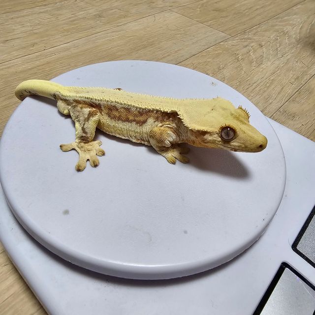 릴리화이트 크림시클