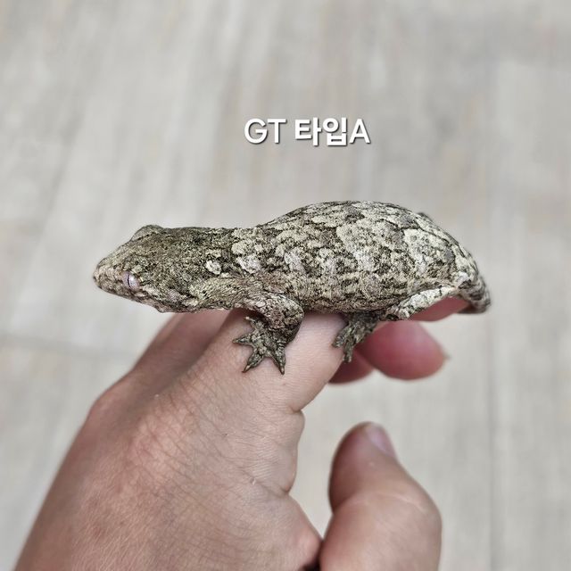 GT Type A