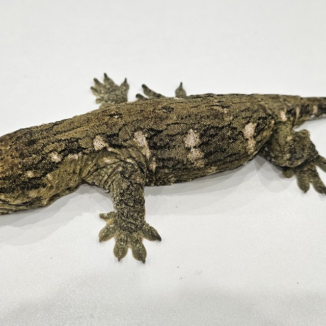 GT 트로거 코기스