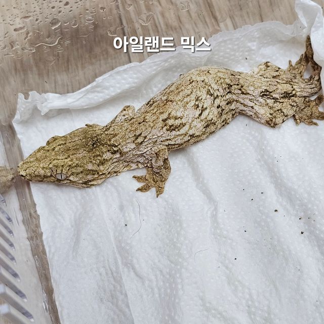 파인아일랜드