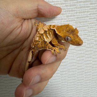 노멀 익스트림할리퀸 트라이