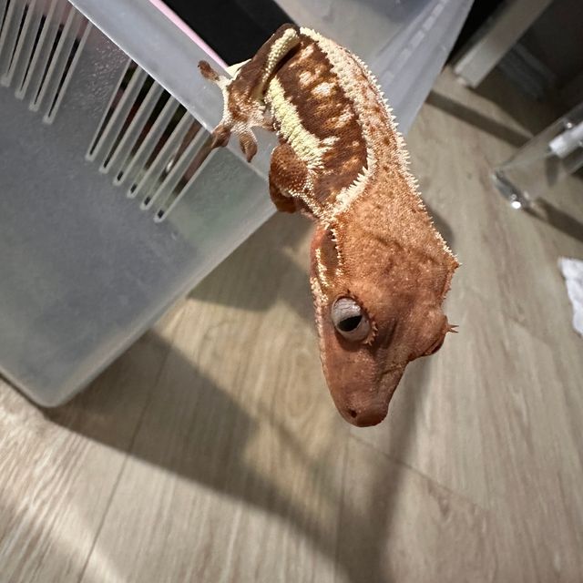 릴리화이트