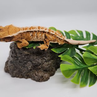 노멀 트라이 익스트림할리퀸