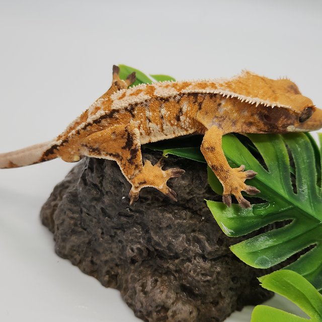 노멀 트라이 익스트림할리퀸