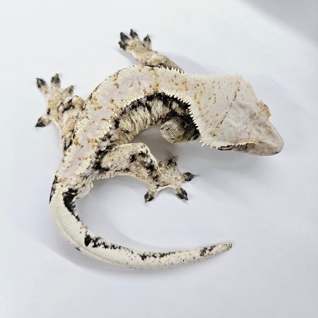 노멀 드리피 화이트스팟 화이트 화이트포트홀 트라이