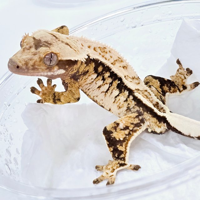 노멀 트라이 드리피 풀핀 화이트 익스트림할리퀸