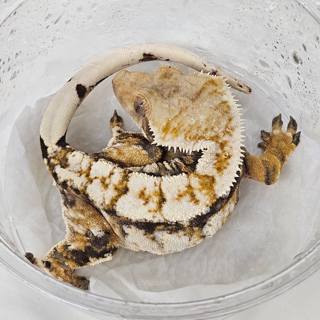 할리퀸 화이트스팟 노멀 텐저린 드리피 타이거