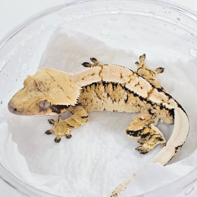 노멀 트라이 옐로우 화이트 익스트림할리퀸